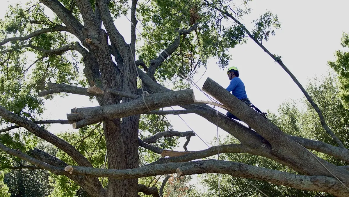 Professional Hazardous Tree Removal performed by certified arborists in East Point