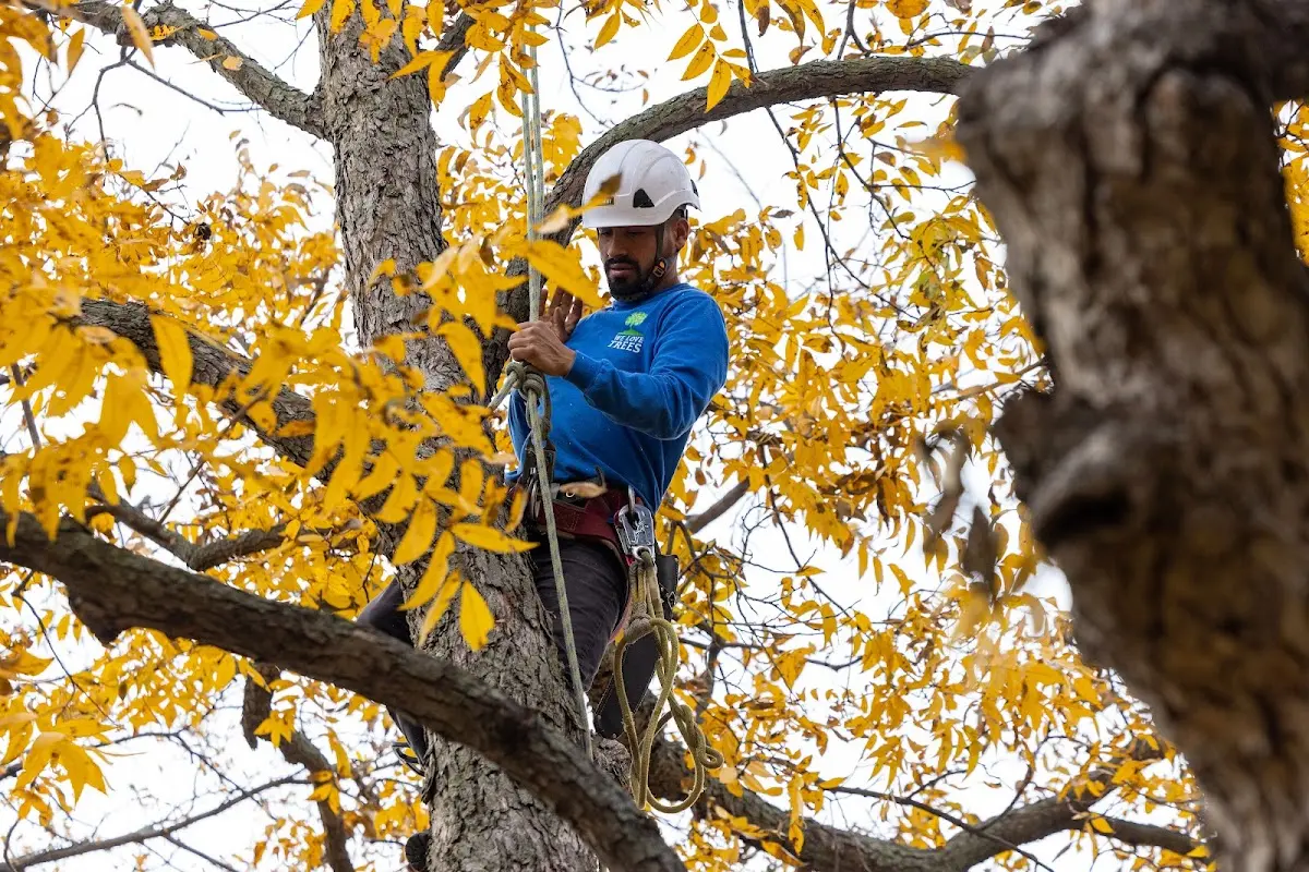 Skilled Tree Transplanting crew working in East Point